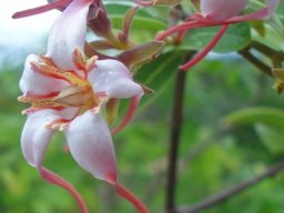 Strophanthus luteolus